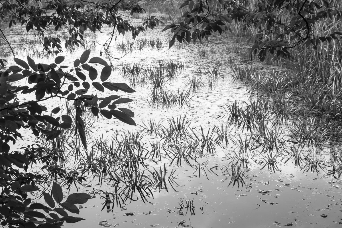 Leaves and grasses reflected on still pond water in black and white